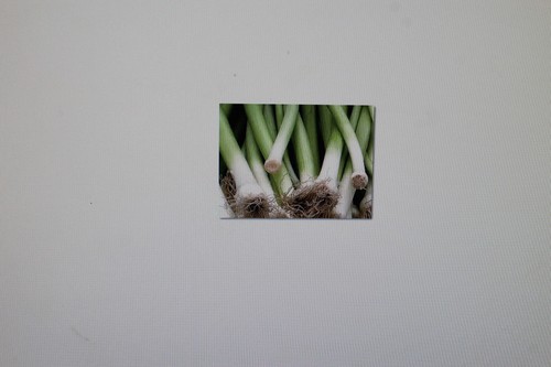 Samen porree allium porrum - 10, porree,allium